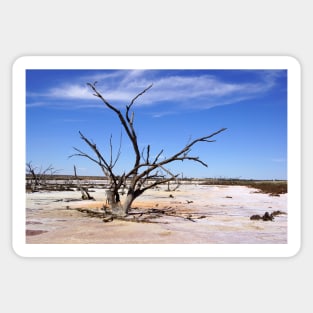 Dry Salt Pan and Dead Tree - Photography by Avril Thomas Sticker